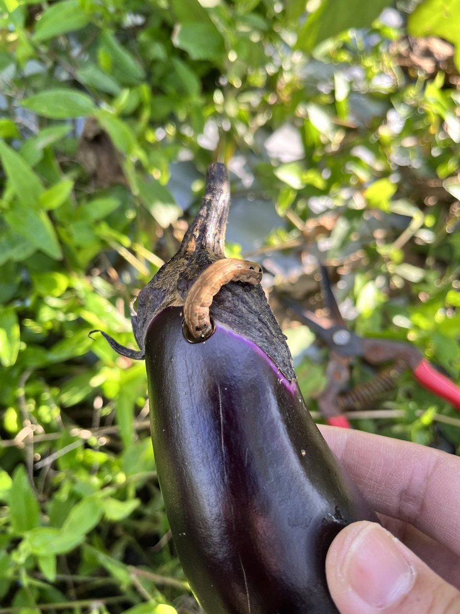 はい、現行犯です👮🏻‍♂️