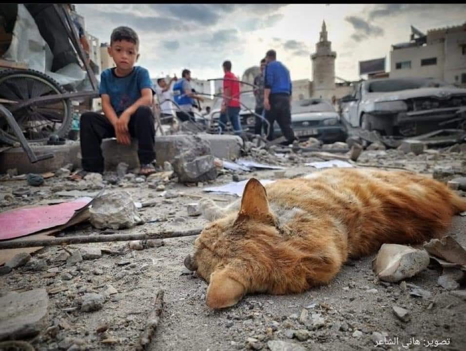 MostafaYugi's tweet image. #Gaza_under_attack