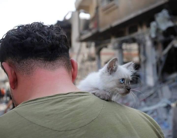 MostafaYugi's tweet image. #GazzeUnderAttack