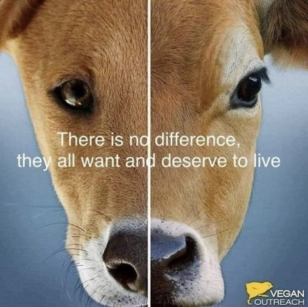 Vegan Future (@veganfuture) on Twitter photo 
