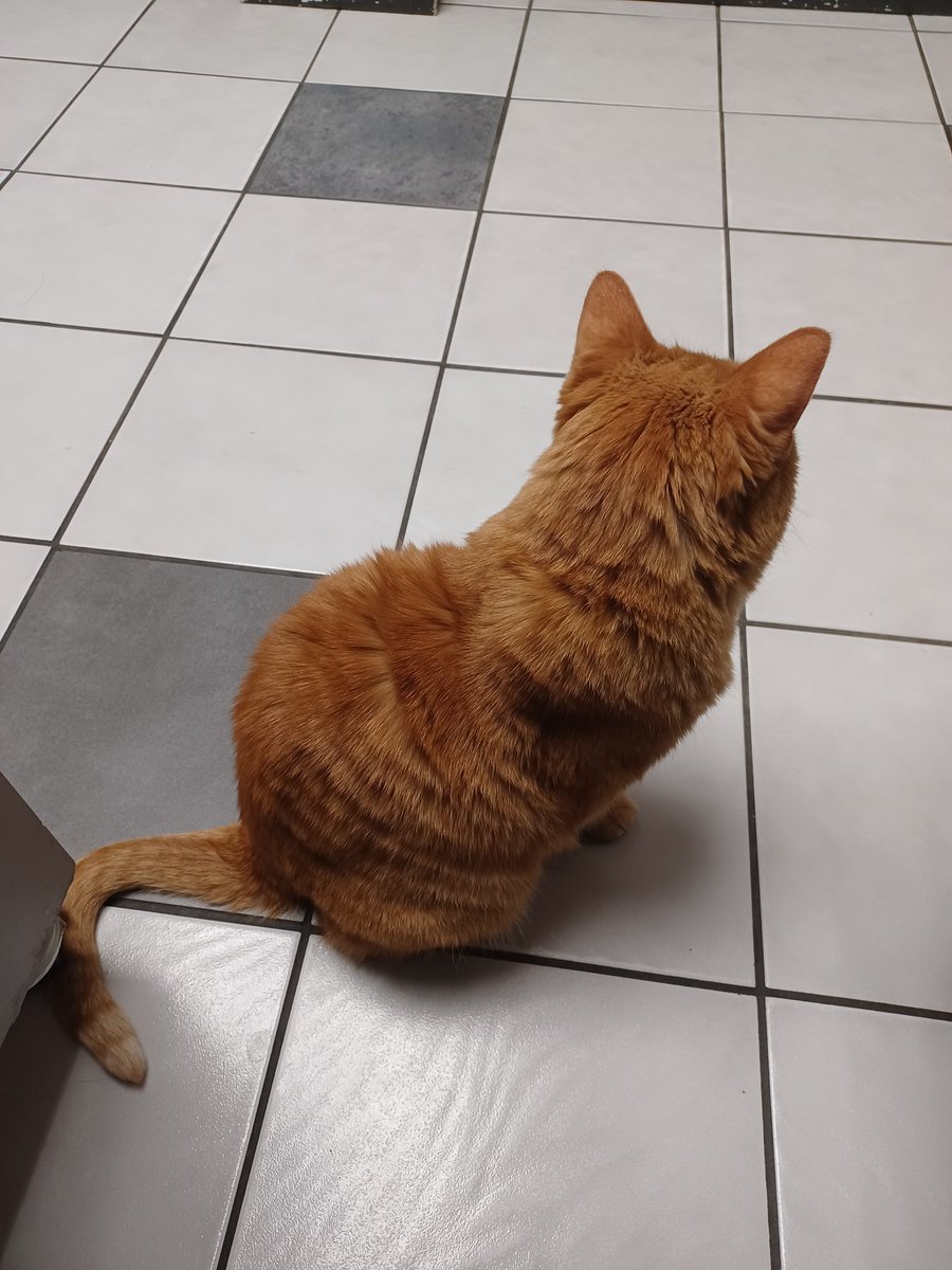 kaptor take the me to VOTTE agaen! VOTTE all say I am the goode man 😌 but them say Macarooni comme bax next weeke and them tak mine your inns???