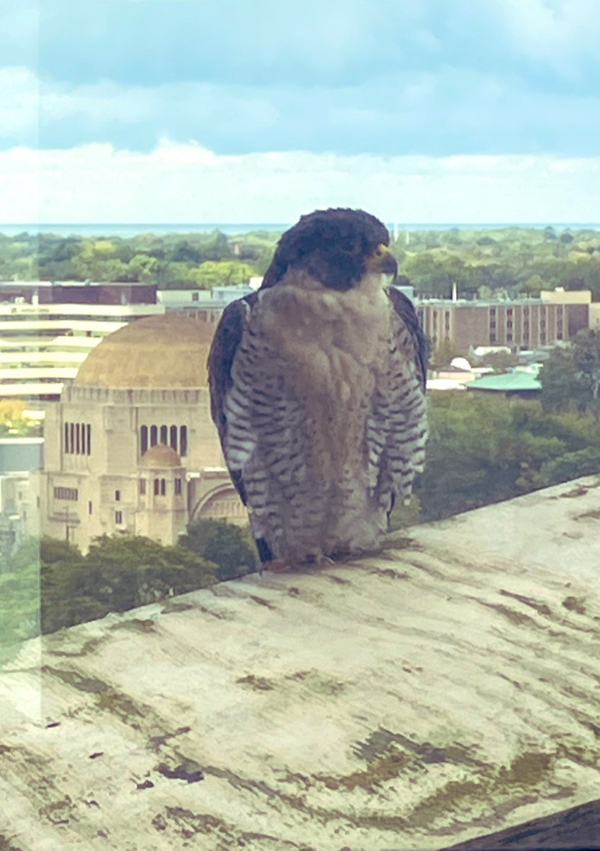 AmyAttaway3's tweet photo. #workcolleagues #clecliniclungs #thisiscle 🪶 https://t.co/Gmhc1dUSa9