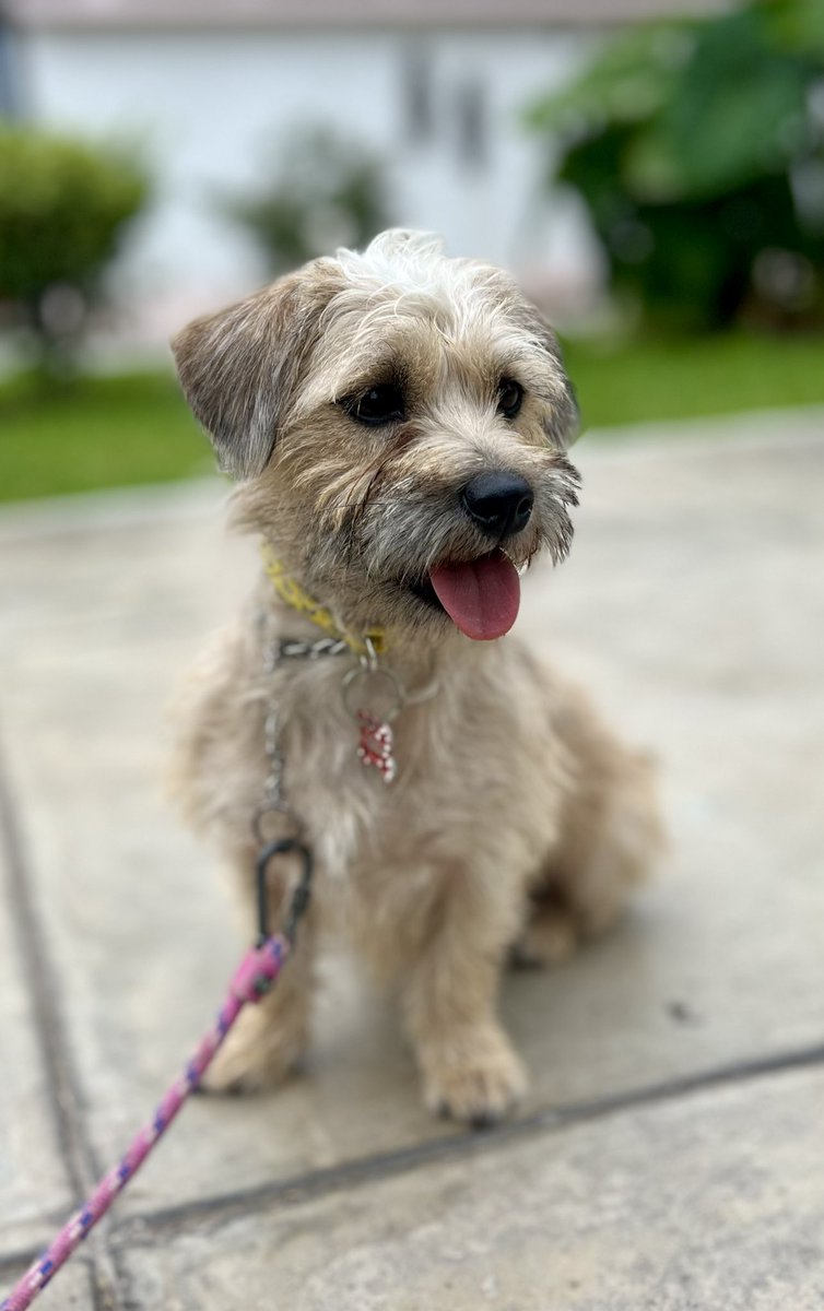peravi's tweet photo. NADIE PREGUNTA POR TANITA 😖
Ella es mamá de los ositos, es bastante noble, cariñosa y juguetona es pequeña 7 kilos y aun es cachorra tiene 8 meses. Vacunada y esterilizada info: 912 015 590 (❌no gatos🐈) si todos los perros 🐕🐩🐕‍🦺🦮 un RT a nuestra bebita 🙏🏽 https://t.co/foXIYV21Zg