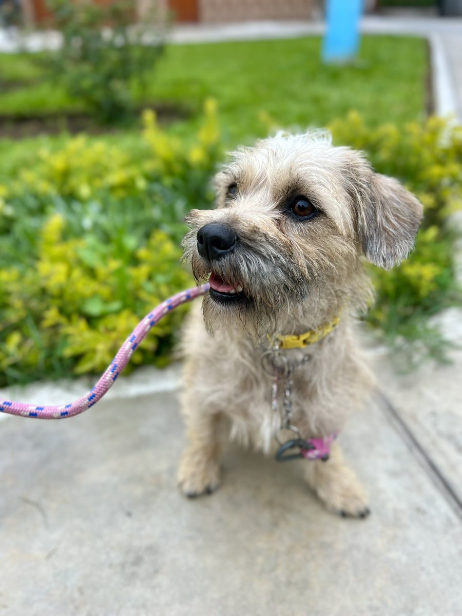 peravi's tweet photo. NADIE PREGUNTA POR TANITA 😖
Ella es mamá de los ositos, es bastante noble, cariñosa y juguetona es pequeña 7 kilos y aun es cachorra tiene 8 meses. Vacunada y esterilizada info: 912 015 590 (❌no gatos🐈) si todos los perros 🐕🐩🐕‍🦺🦮 un RT a nuestra bebita 🙏🏽 https://t.co/foXIYV21Zg