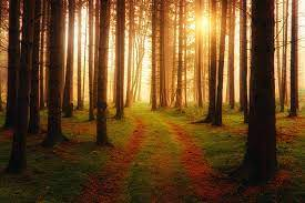 owenomobude's tweet photo. Living for the thrill of the outdoors and the beauty of nature. 🏞️🌸
#Outdoor #Nature #Adventure #Explore #Hiking #Camping #outdoors https://t.co/9RE667y9sO