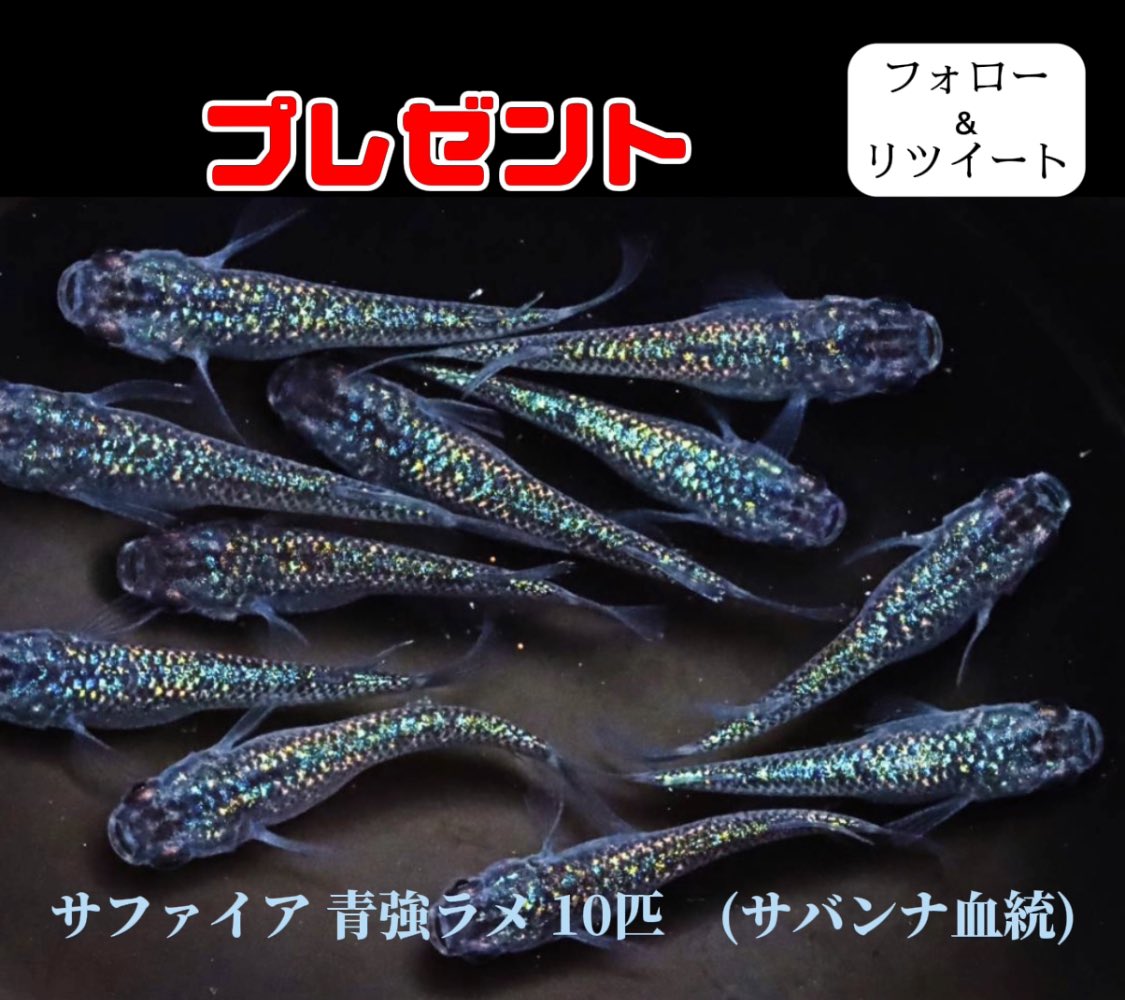 ＝プレゼント 🎁＝
◉サファイア 青強ラメ　10匹

応募は簡単です。
皆さんぜひ参加して下さい。

★応募条件★
•フォローの方限定
•リツイートする。
★締切★
10月15日 23:59 までとなります。
★抽選発表★
10月17日に投稿で発表します。