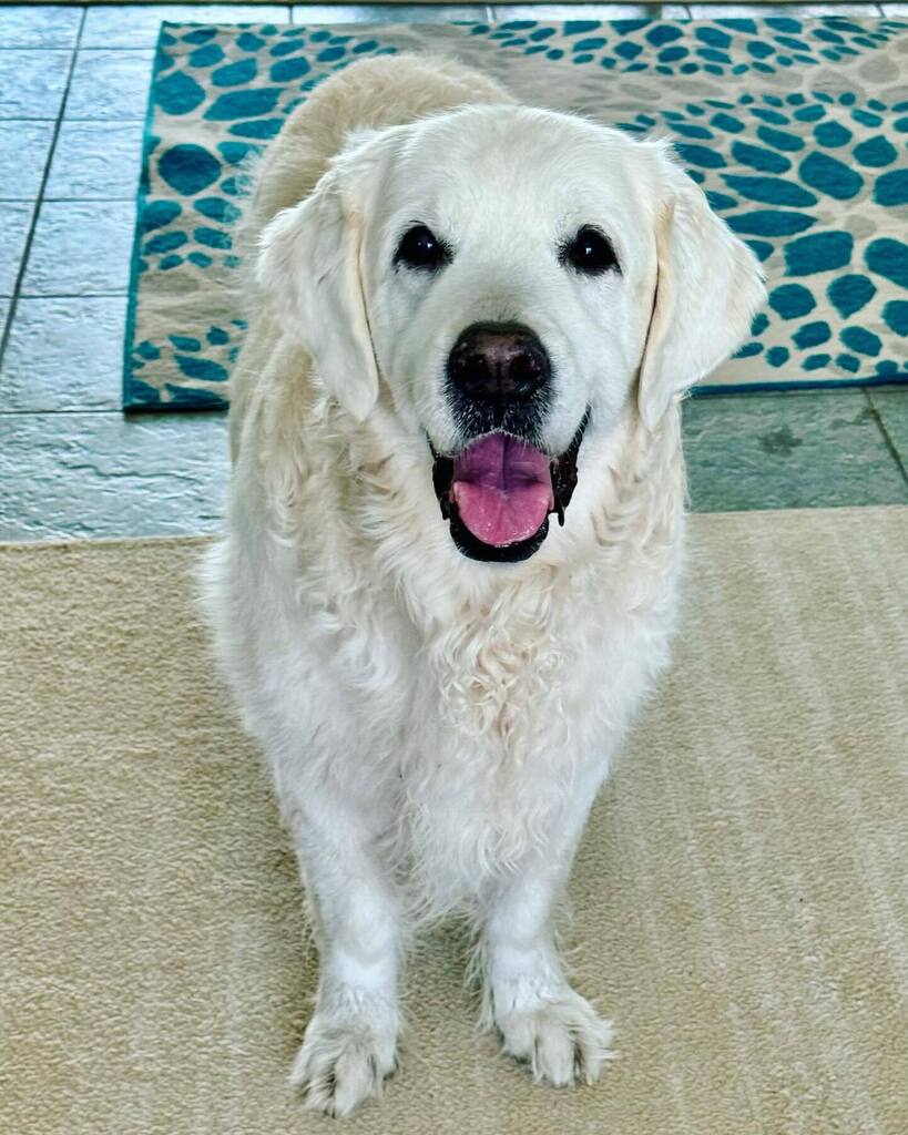 The Golden Ratio tweet media