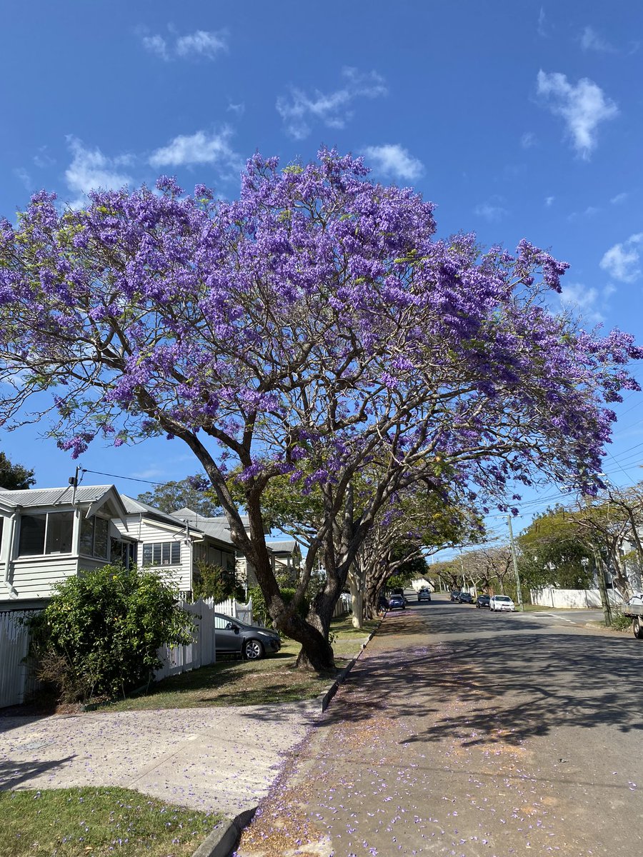 DrBranka_M's tweet photo. Thank you Jacky for bringing joy to my October mornings! #jacaranda https://t.co/9BeicVj7sQ