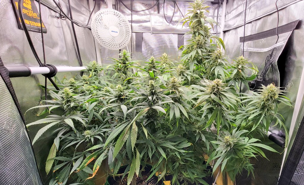 Dream Queen and a bag seed looking great in the 2.5 by 2 ft <a href="/GorillaGrowTent/">Gorilla Grow Tent</a>. 
#onlyplant #onlyflower