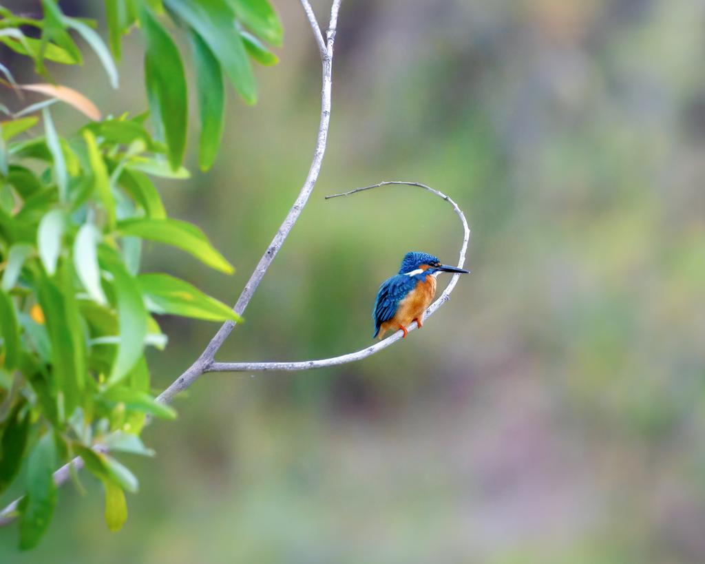 The king 👑 in his space #BirdsInHabitat #commonkingfisher #indiAves #birding #birdphotography #birdwatching #BirdsSeenIn2023 #natgeoindia