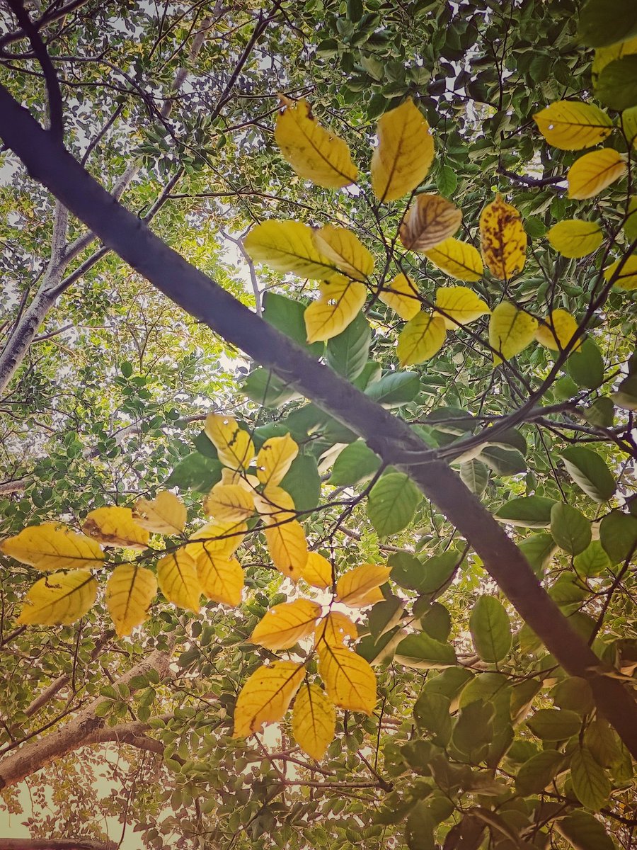 artizzzz's tweet photo. Autumn hues
#OctoberDiaries https://t.co/EhHMjjhxjQ