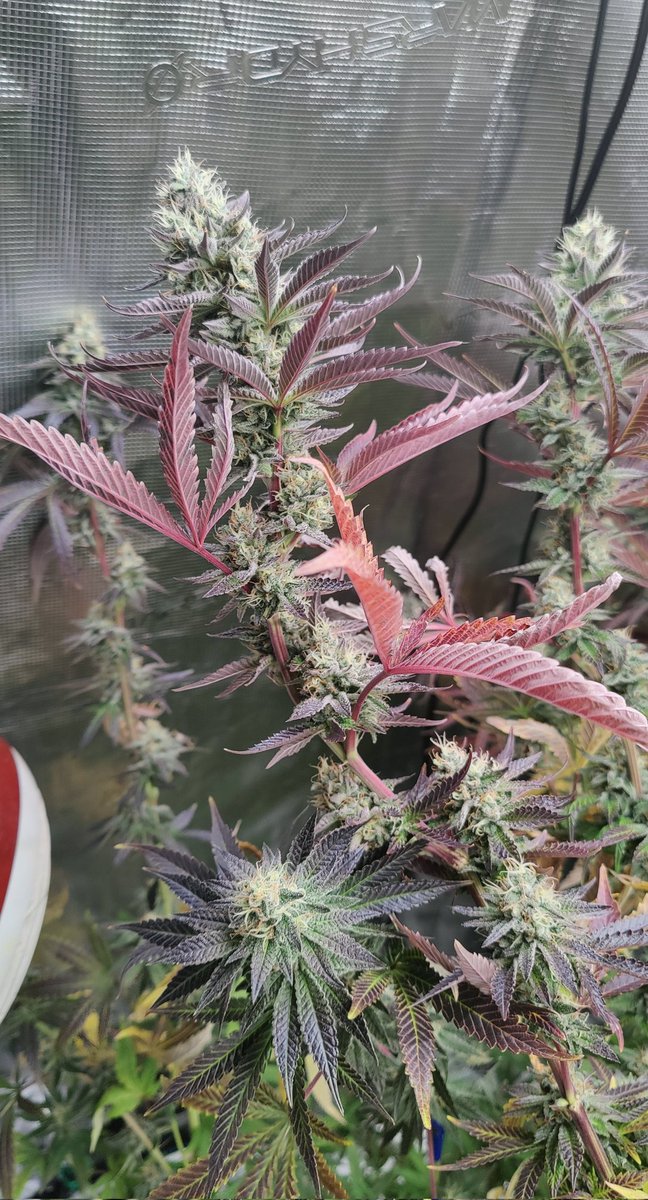 HigherTendencies (@higherkushcloud) on Twitter photo 