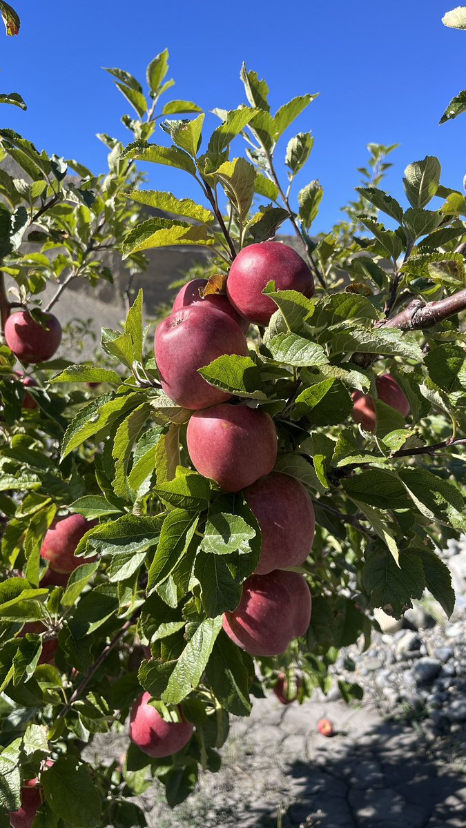 DewaApples's tweet photo. Dewa Apples soon coming to Ktm Market https://t.co/owPybfmj00