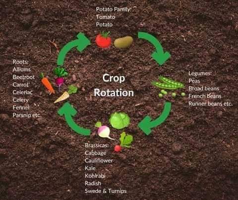 MWISENEZAF59205's tweet photo. N.B) Planting the same crops on the same fields, year after year, strips the soil of nutrients. In regenerative Agri. farmers rotate different types of crops. Rotating btn nitrogen-fixing crops like soybeans and nitrogen-hungry crops like corn can reduce the need for fertilizers. https://t.co/ibqBru5K29