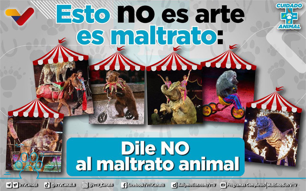 VTV CANAL 8 tweet media