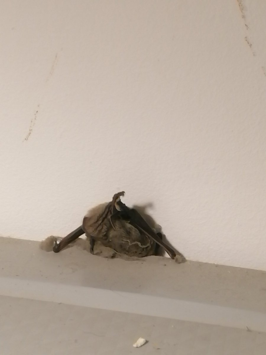 imanoborg's tweet photo. Jak jesteście ciekawi jak wygląda pupą nietoperza, to spieszę w pomocą. 20 minut latał mi po mieszkaniu jak pojeb. https://t.co/NfSdJNZdz2