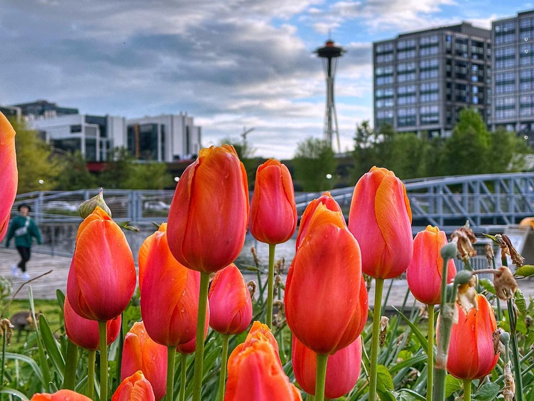LorraineBeef's tweet photo. Seattle among tulips https://t.co/Mv712xB5I6