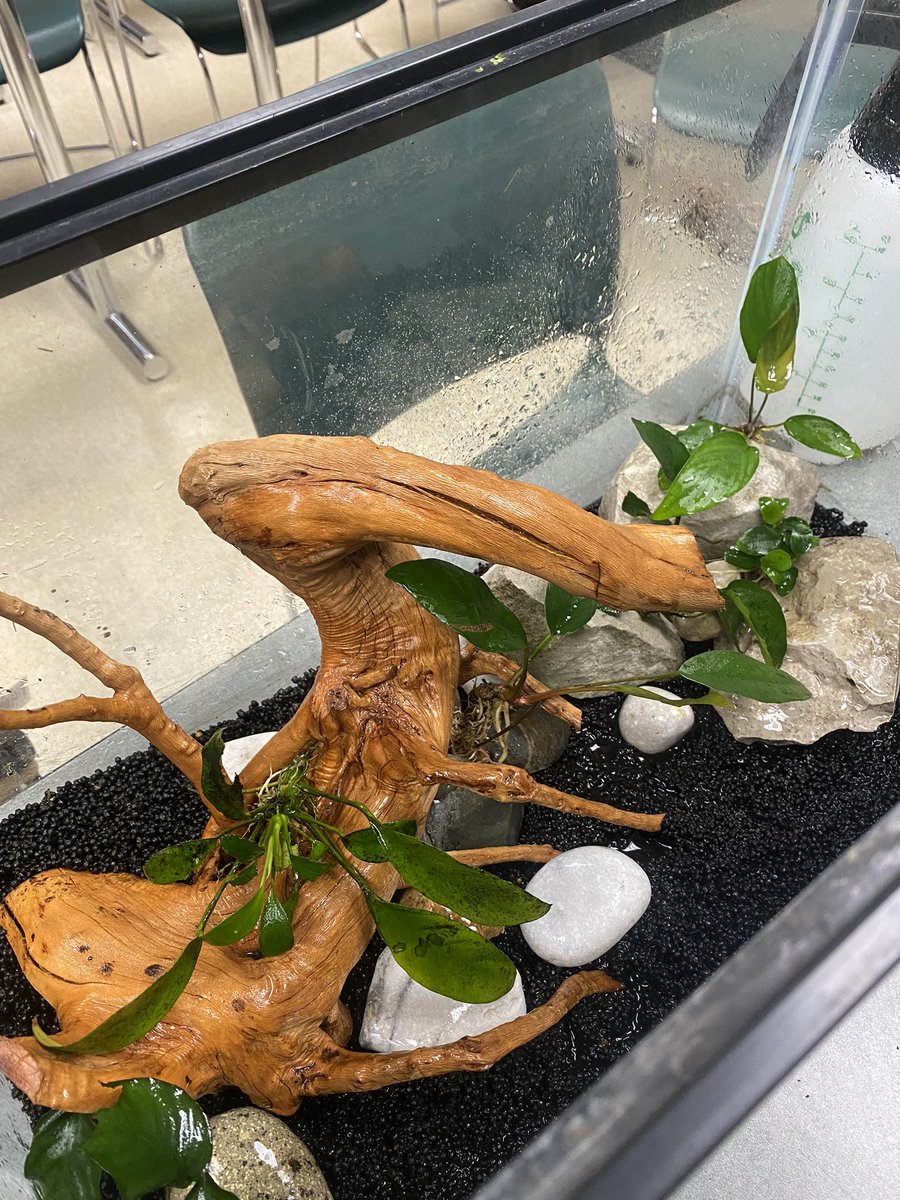 MSU FW Club tweet media