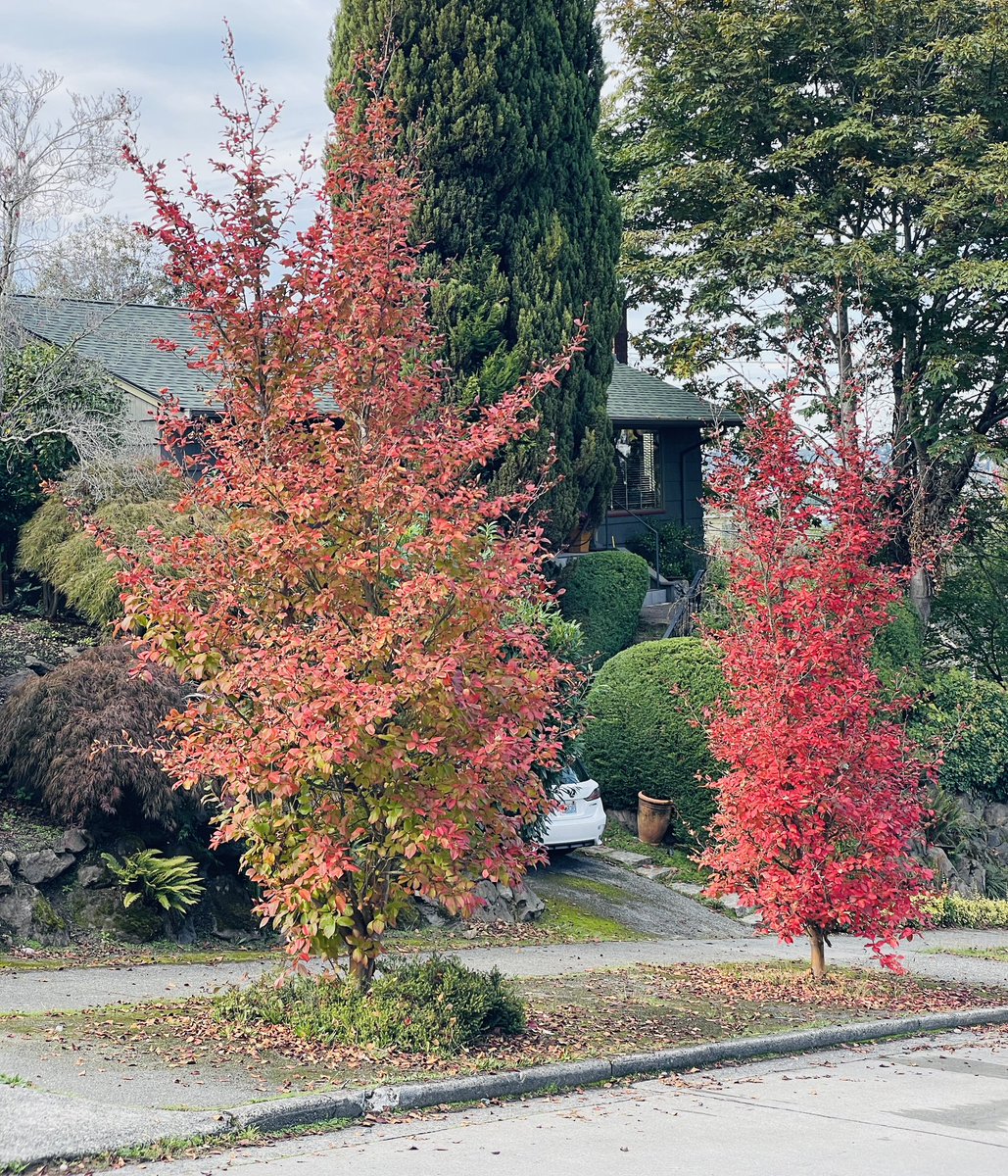 Spottnik's tweet photo. Upper Queen Anne today @TreesOfSeattle 
🌳 🍂 🤎 https://t.co/MfzZ6MNBW6