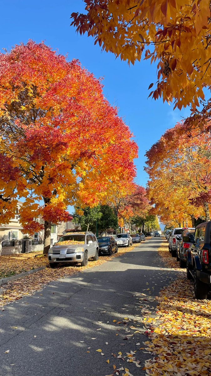 Falling leaves create a colorful carpet on the ground.