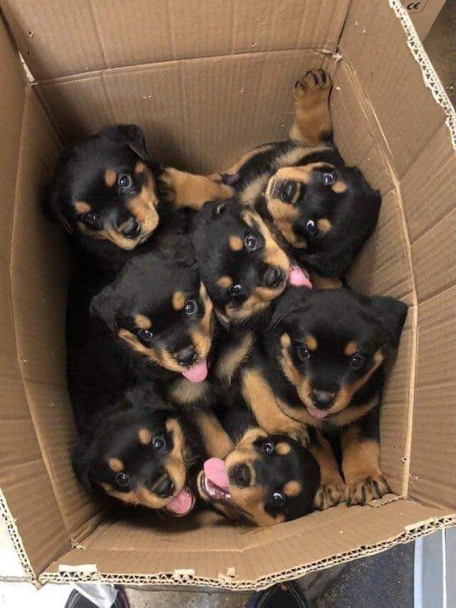 💖 (@twaniimals) on Twitter photo 