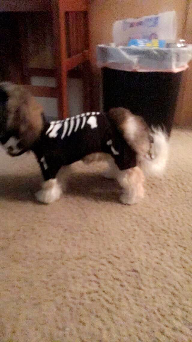 Olaf_LittleMan's tweet photo. Happy Friyay!!! It’s October 13th and my mommy has been watching spooky things on TV👻! It’s time for October Countdown! Throwback to a little mix that never made the cut for pic shoots..Skeleton 2017(bad quality sorry) Snoopy Spooky shirt (2020)👻
#October13th #OctoberCountdown https://t.co/344wcDcsOM