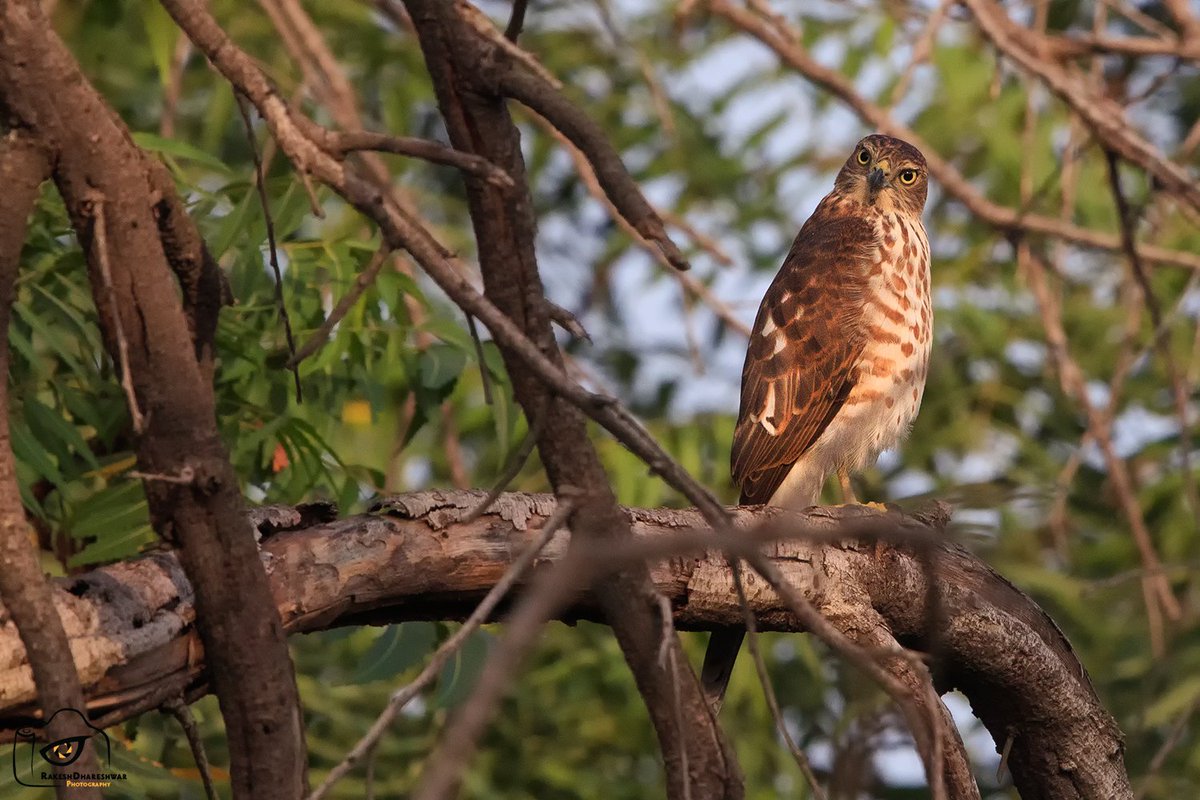 rdrakesh's tweet photo. The #Shikra gives a #quizzical look when it sights us one early morning
#HappyWeekend #IndiAves #canonphotography #natgeoindia #BBCWildlifePOTD #birds #birding #BirdsSeenIn2023 #PeaceNotWar #TwitterNatureCommunity #birdphotography @ParveenKaswa https://t.co/CkGQ1b1lsC