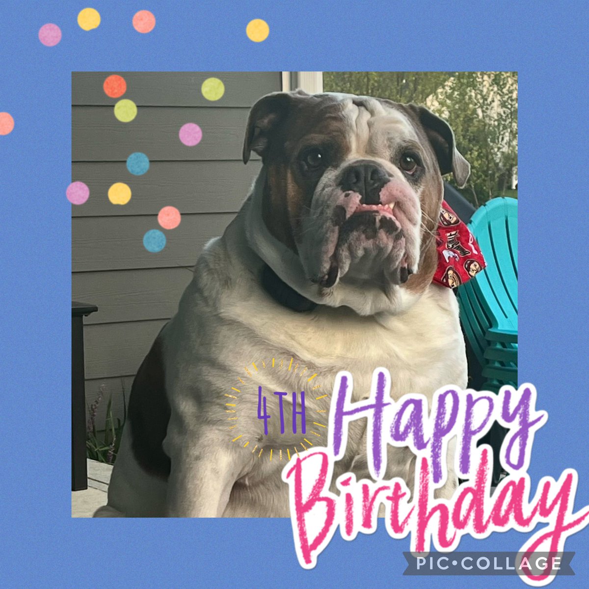 chicharrn13's tweet photo. It’s my 4th birthday today and paw gave me the most delicious treat 🍪 🐶 #birthdayboy #Dogsoftwitter #englishbulldog #chicharrón https://t.co/E4BZRD1ncx