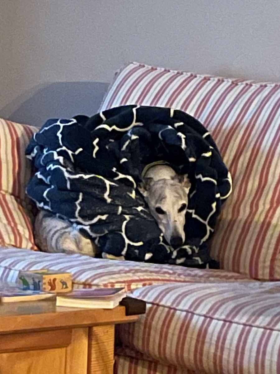 tmount's tweet photo. When you hear winter is coming. #IndyDog https://t.co/tcw3502Jju