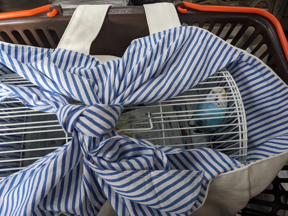 Birdtent77's tweet photo. 今日はセキセイインコの病院です

週始めから右足を浮かせて止ま��ていて、足に力が入らずケージの上を歩くと躓いたり…
症状は大分よくなり、ほとんどわからないくらいにはなりましたが、

発情がきてるのに産卵しないのでもしかしたら卵がお腹の中に留まっているのでは…？と心配になり😨 https://t.co/Of6urcvhmz