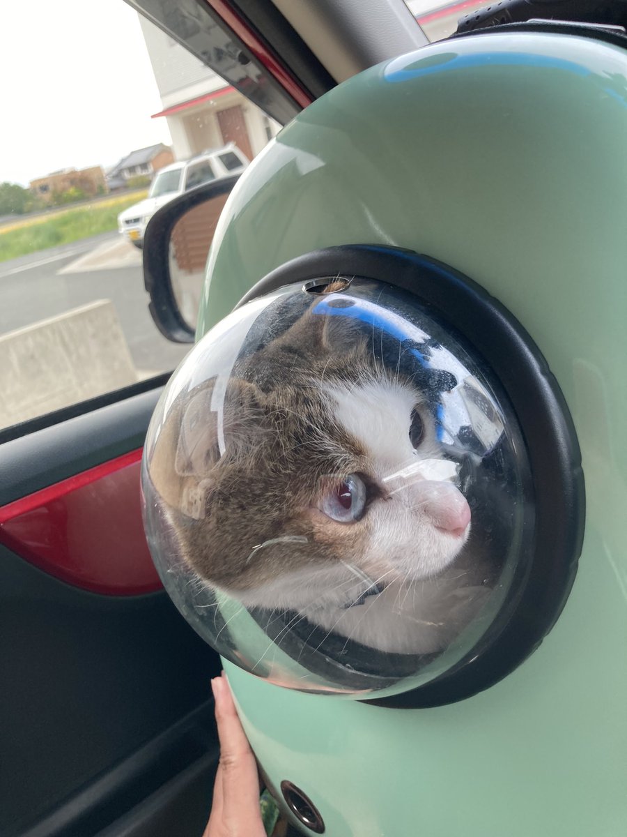 ワクチン連行猫