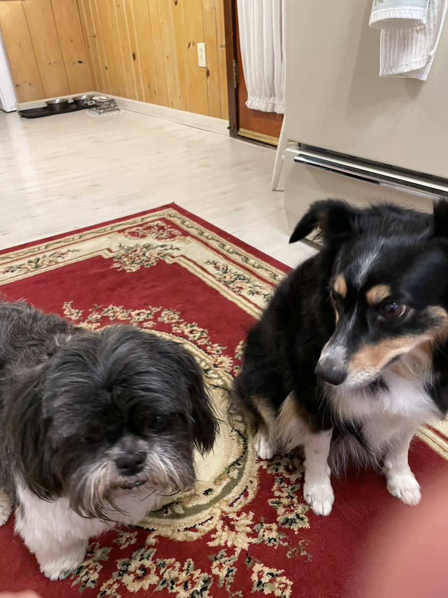 Hi! Just give the treat already…😊