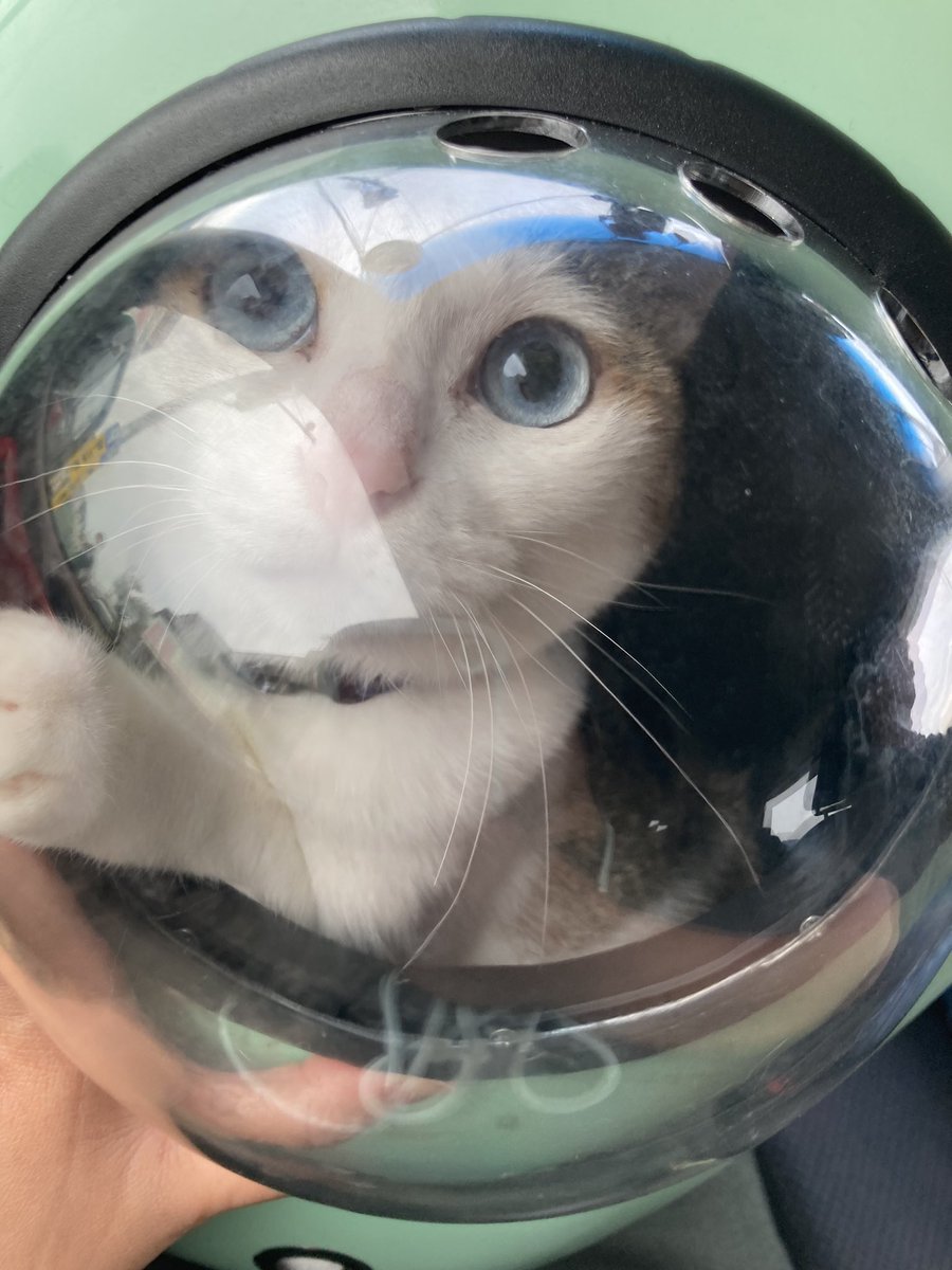 がんばー