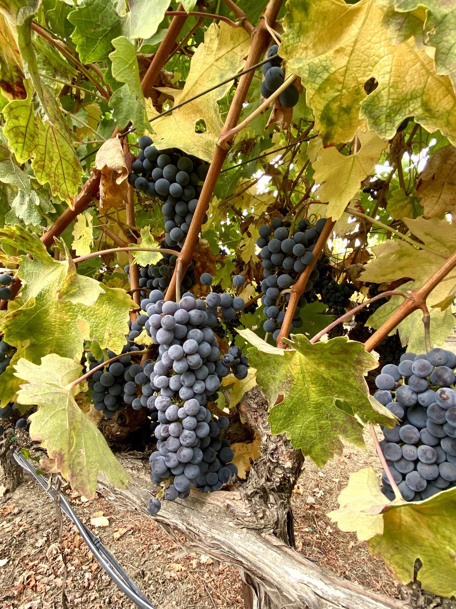 I’m here in #Rutherford #NapaValley, where Cabernet grapes are enjoying a little rain, and being rinsed before harvest! 
#rutherforddust #napavalleyharvest
#harvest2023
#cabernetsauvingnon