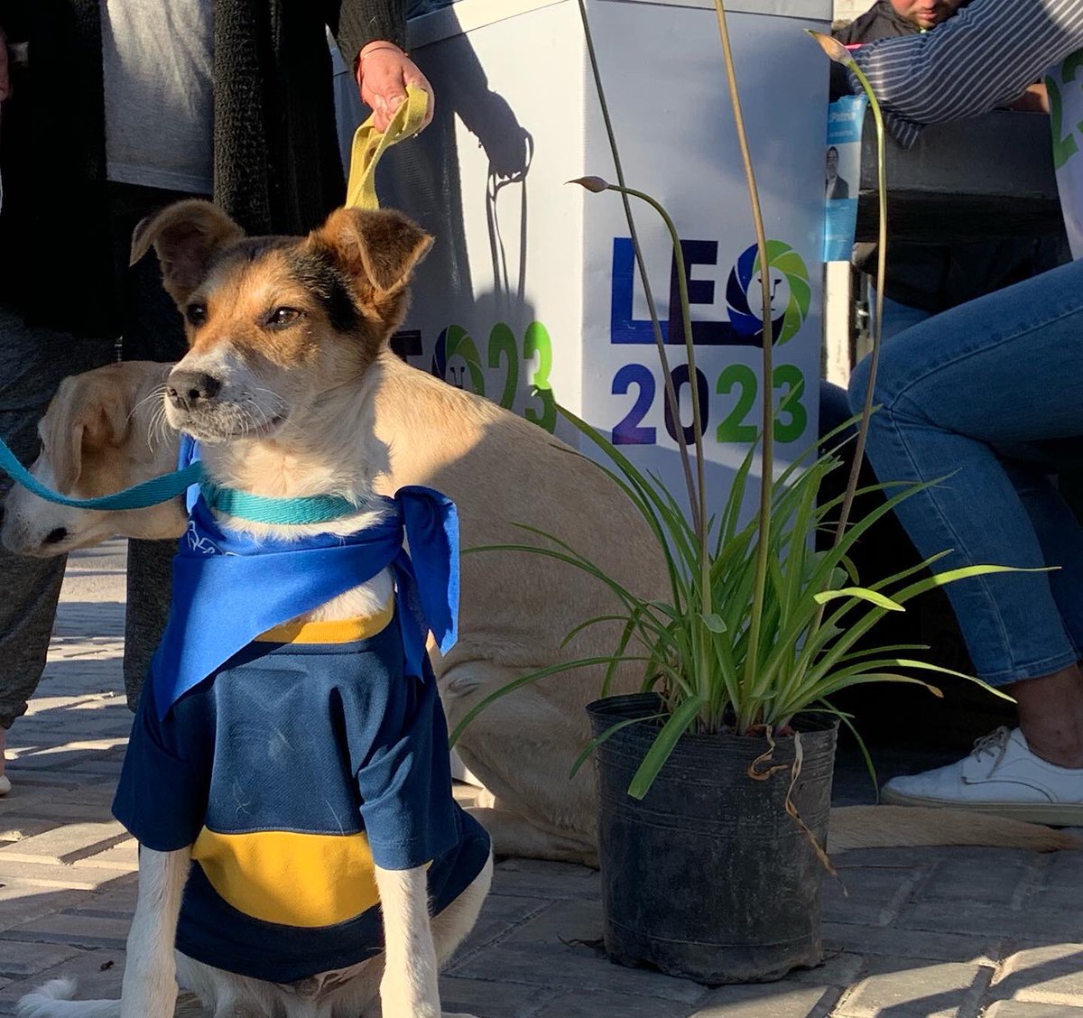 solmalvinas's tweet photo. ¡CUANTA ONDA!😍 Tuvimos en el desfile canino de #TierrasAltas 😁👉 donde nuestros amiguitos🐾 lo dieron todo❤️ tuvimos regalos, sorteos, charla de tenencia responsable y un increíble desfile para ellos🐶💕 

#Leo23 https://t.co/uQPxtPn3gW