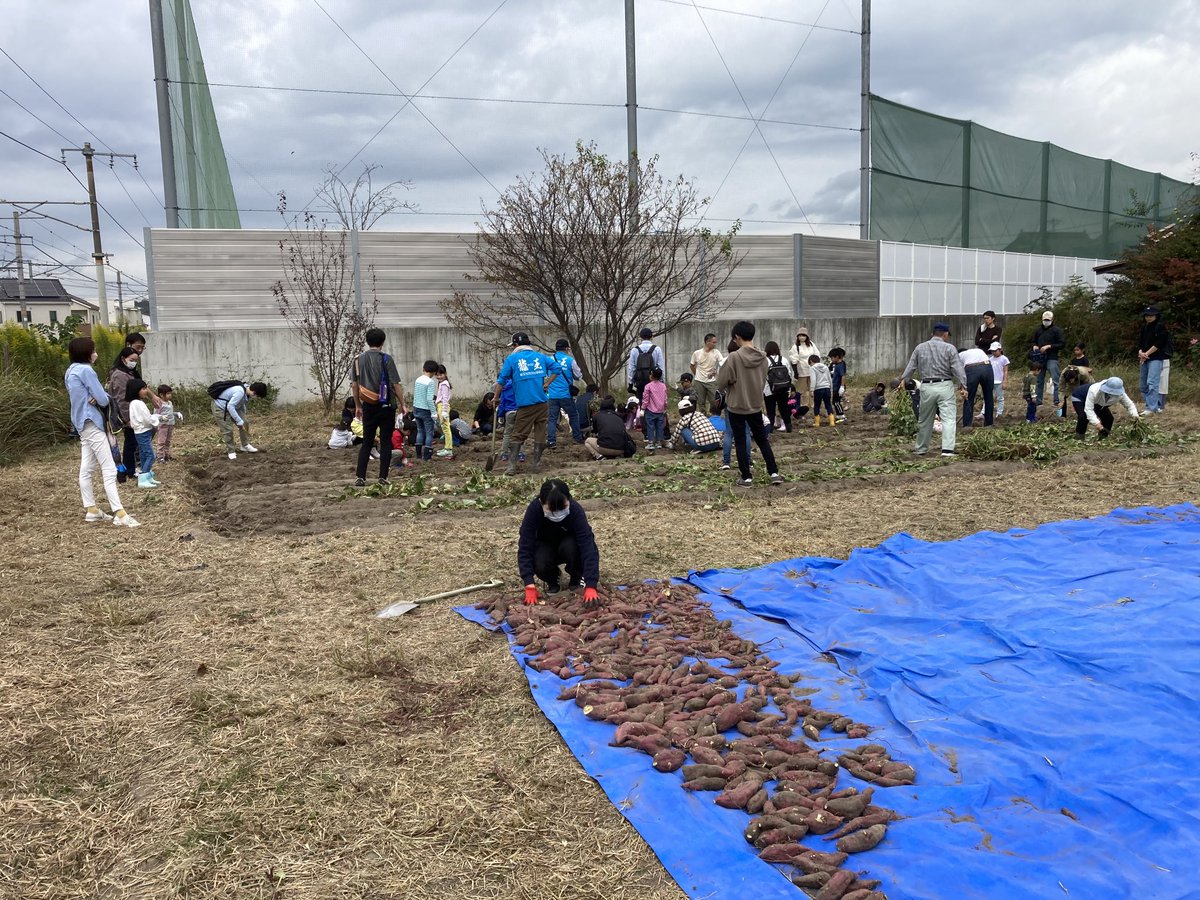 SatohTakuya's tweet photo. 東広島市立龍王小学校の芋掘り〜 https://t.co/qCVMOTLDov