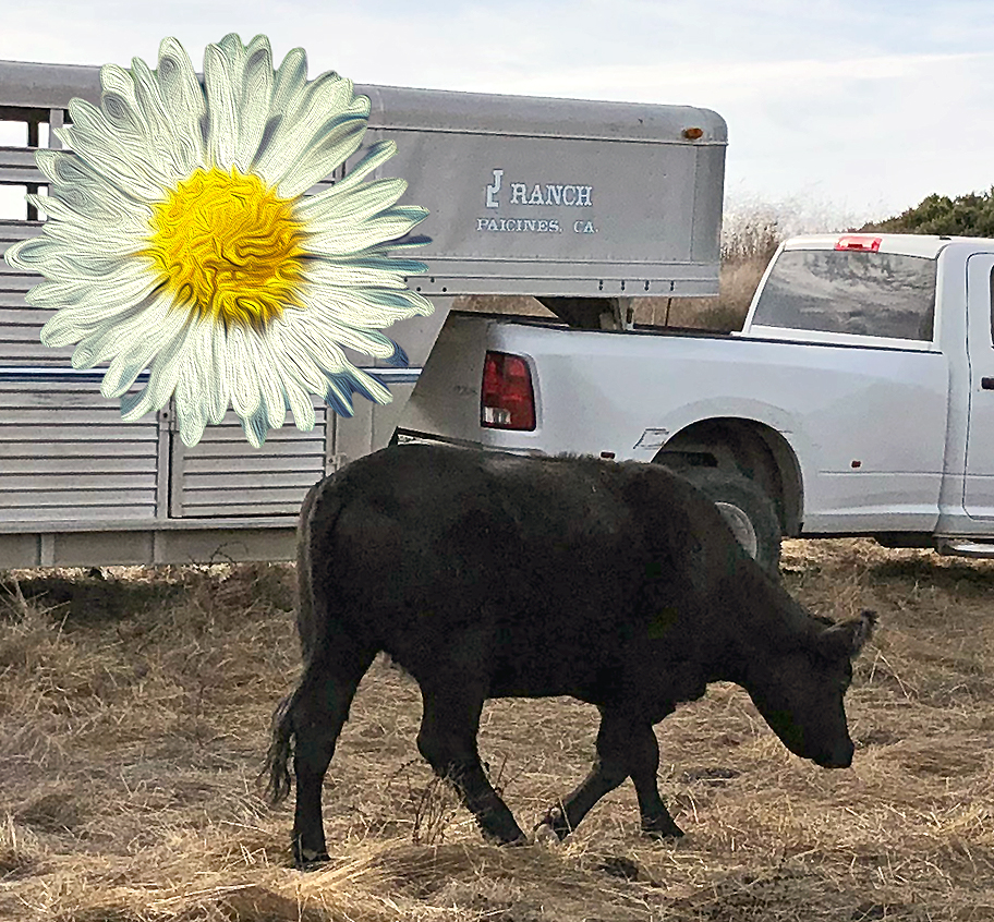 Santa Lucia Conservancy tweet media