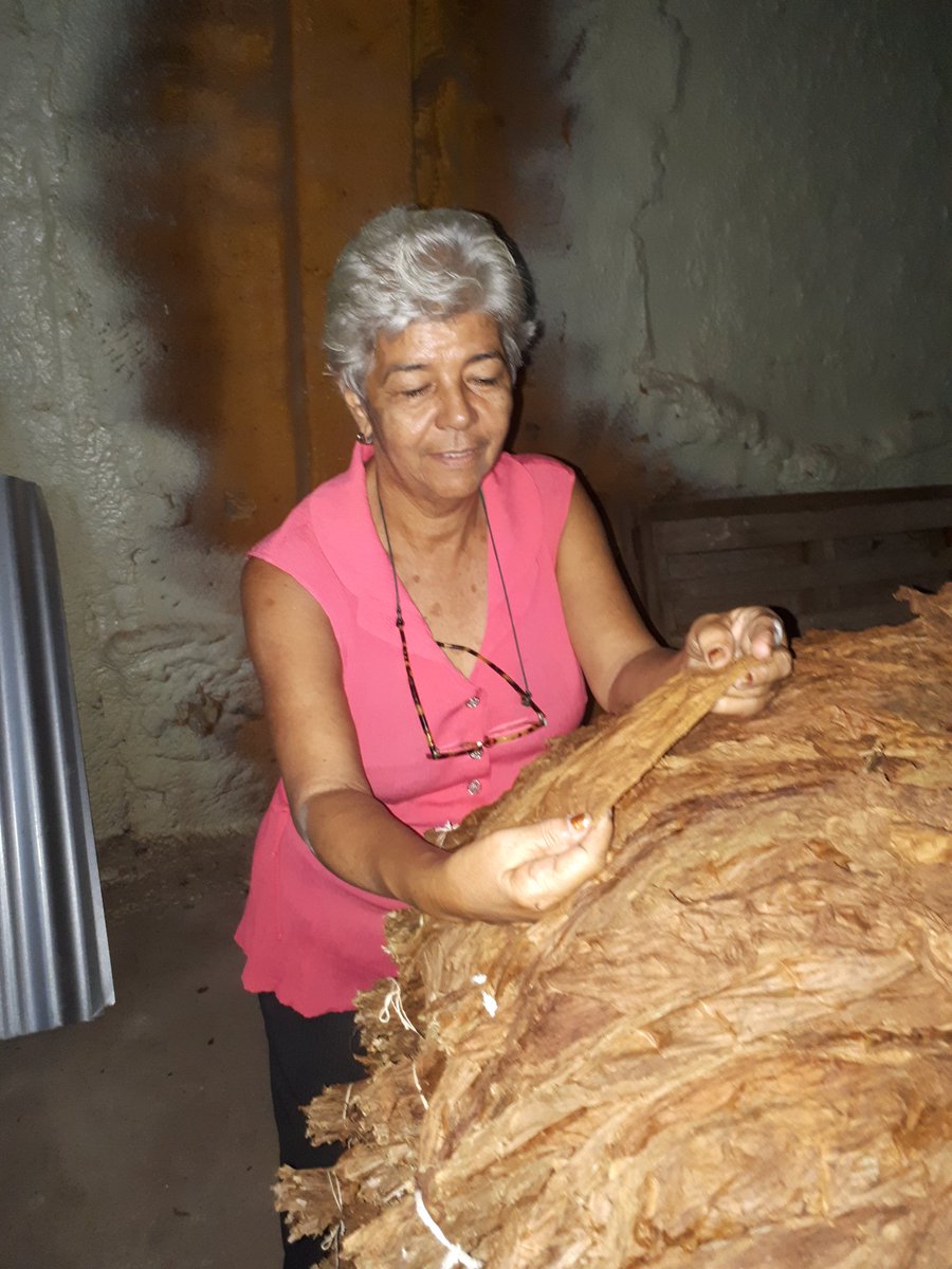 AbtPena's tweet photo. Después de un arduo trabajo, hemos logrado recuperar la cámara de fermentación de la #escogida de #tabaco de San Antonio de los Baños para bien de las hojas que allí se benefician ¡Volvemos a estar en marcha!
.
#TabacalerosPorMás https://t.co/hgbJ5Vi2tj