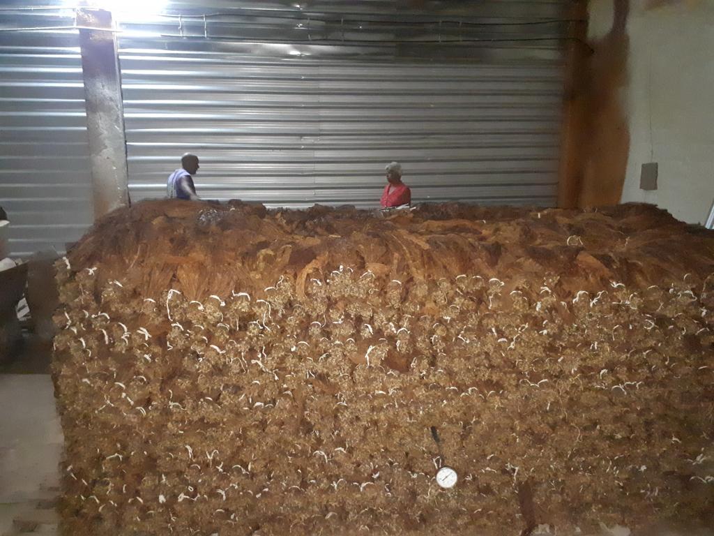 AbtPena's tweet photo. Después de un arduo trabajo, hemos logrado recuperar la cámara de fermentación de la #escogida de #tabaco de San Antonio de los Baños para bien de las hojas que allí se benefician ¡Volvemos a estar en marcha!
.
#TabacalerosPorMás https://t.co/hgbJ5Vi2tj