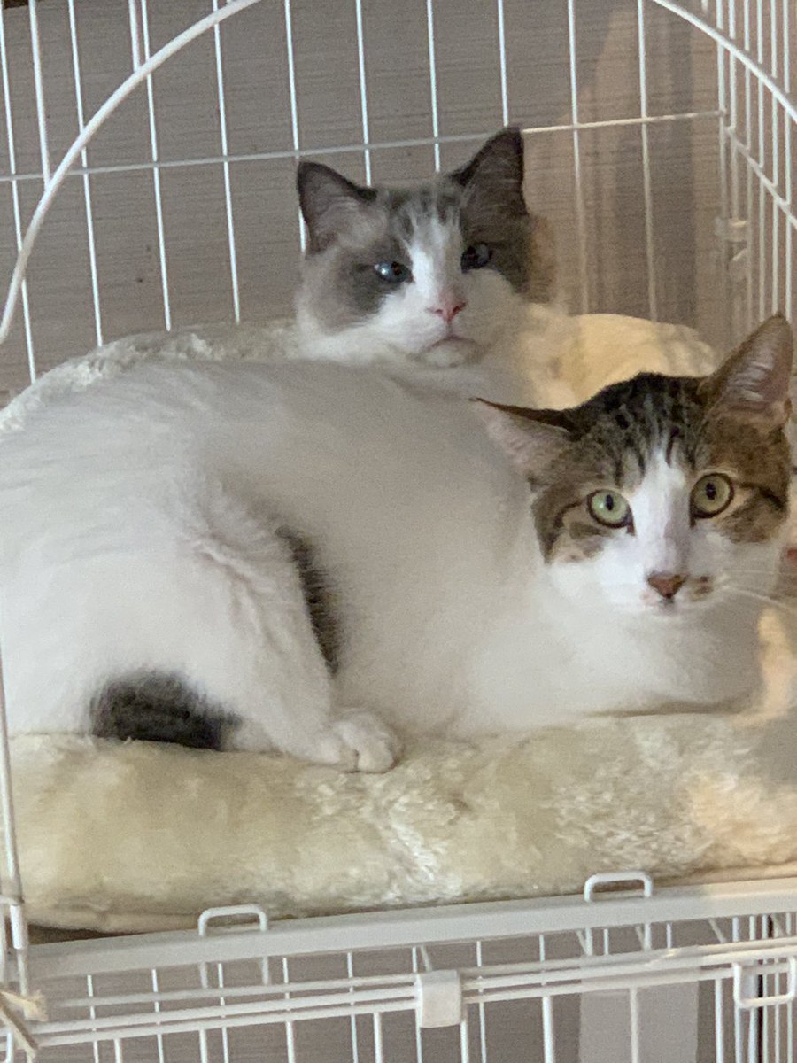 山の猫2。。 F3号キャンバス 山の猫2。。 F3号キャンバス 山の猫2。。 F3号キャンバス