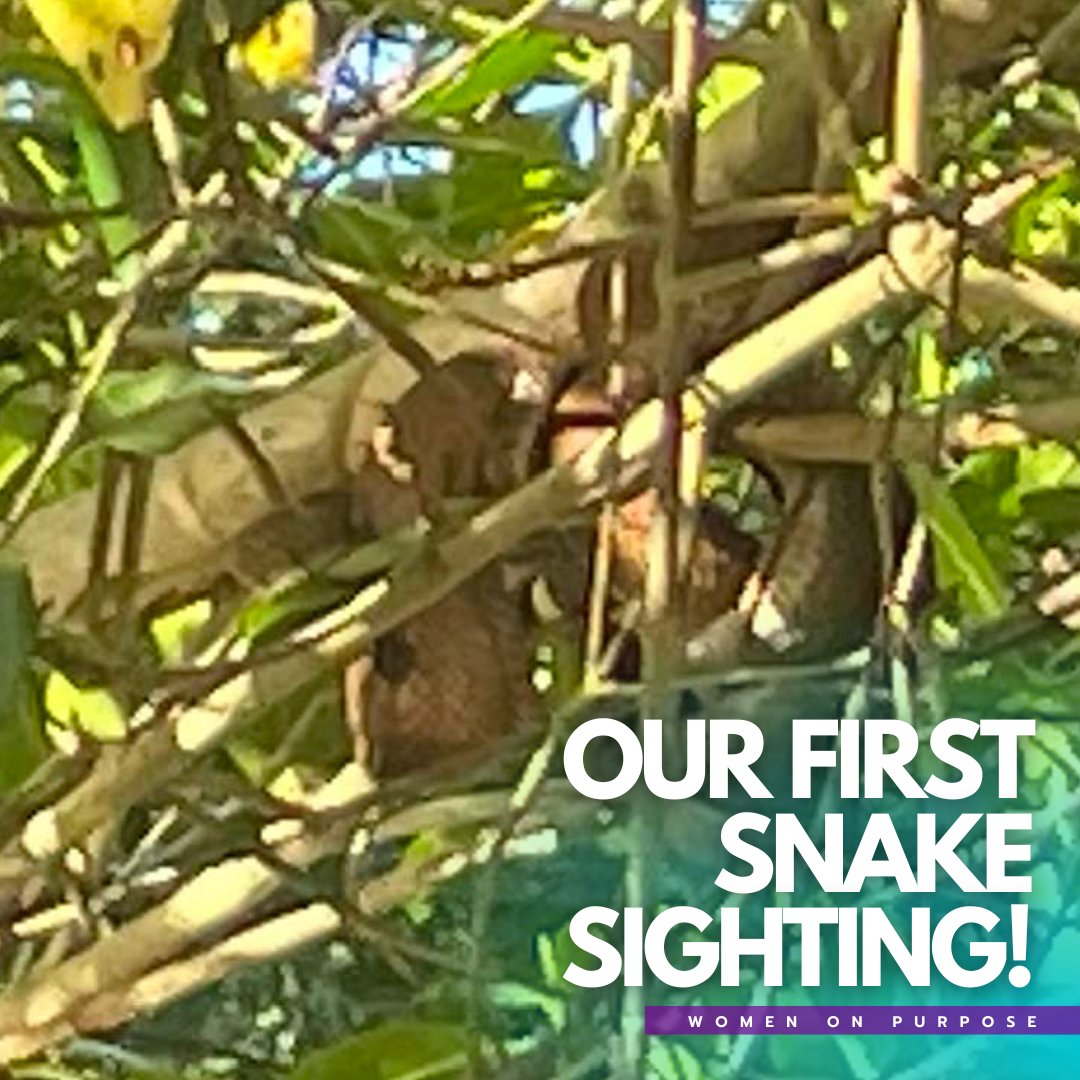WomenOnPurpose1's tweet photo. Our first snake sighting! 🤩
Hanging just overhead as we traveled through the river on a flat bottom boat.
It got me to thinking about the snake in the Garden of Eden and how that misunderstood story has dogged women through time.
Let’s rewrite the story. 💫
#Amazon2023 https://t.co/nysNbWFDWn