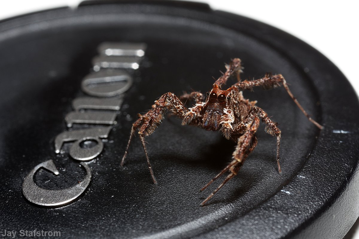 Jay Stafstrom tweet media