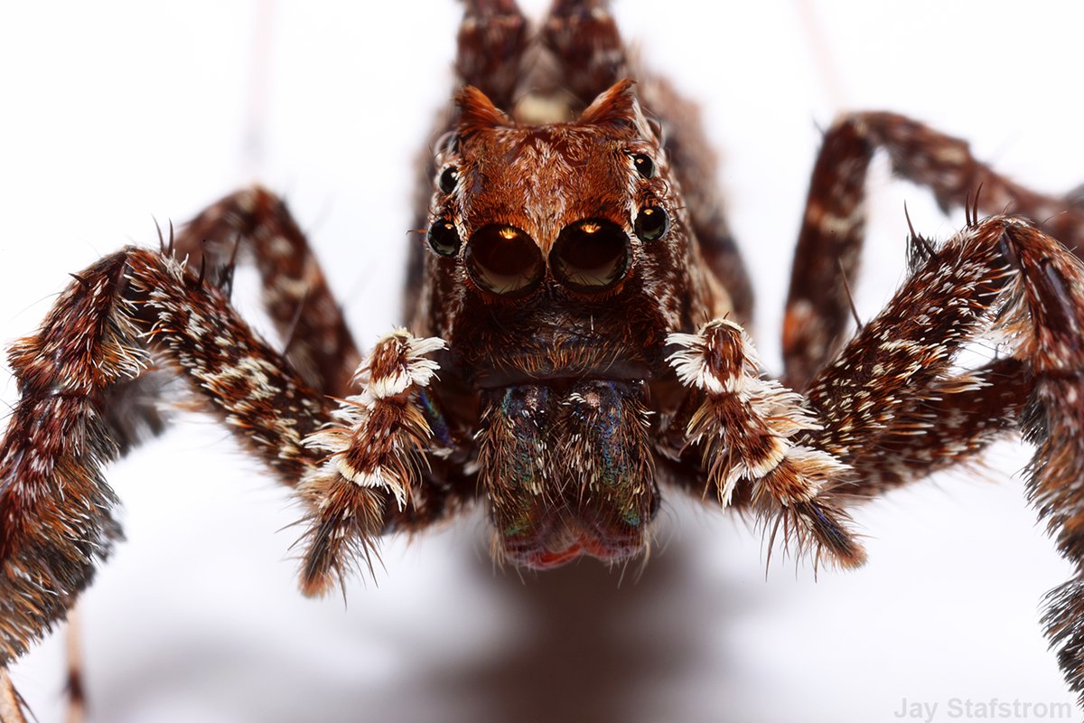 Jay Stafstrom tweet media