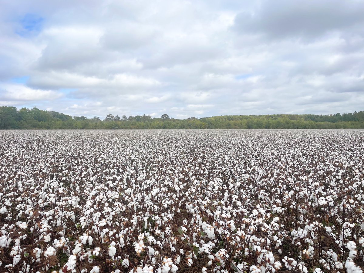 Lost: Row Middles Found: PHY 360 #eatsleepgrowcotton #club360 #harvest23 #wait4weight @PhytoGenCotton