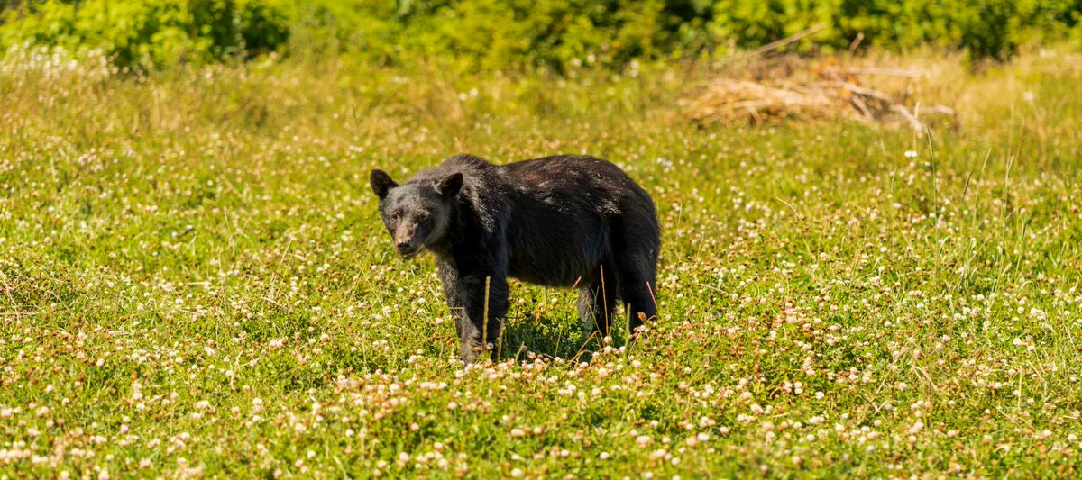 Bears have been in the headlines a lot over the past few weeks. It's proven that bear spray is the most effective tool in deterring an encounter, so knowing how to properly use it is key. Find out how here! zenseekers.com/story/bear-saf… #ZenSeekers #Bears #WildlifeSafety #BearSmart