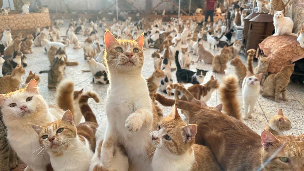 theAleppoCatmen tweet picture