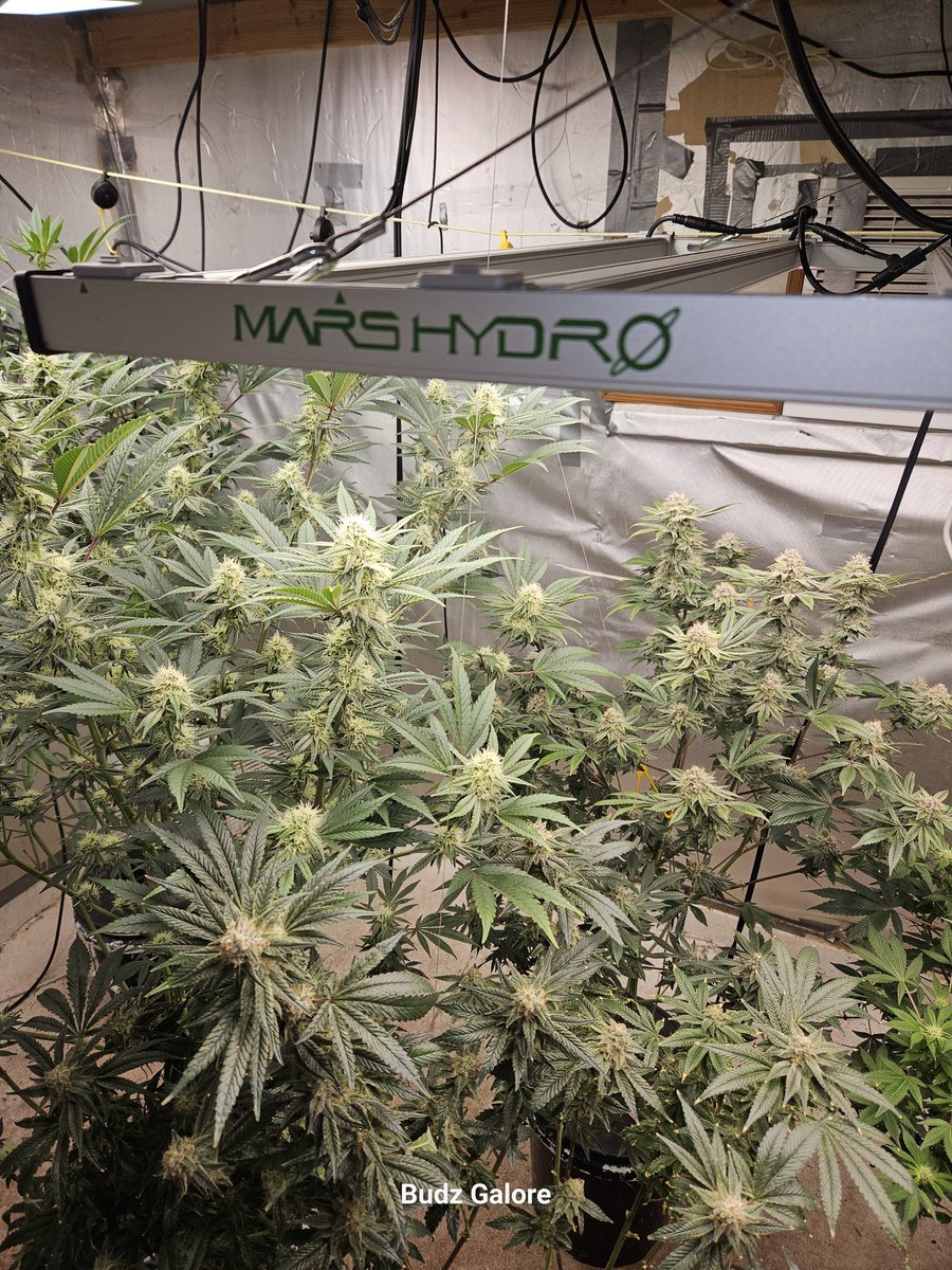 Coco_Pan2022's tweet photo. #FCE4800 480Watt #smartgrowlight Each individual plant is big #Cannbiscommunity https://t.co/FbLh3gq2aJ