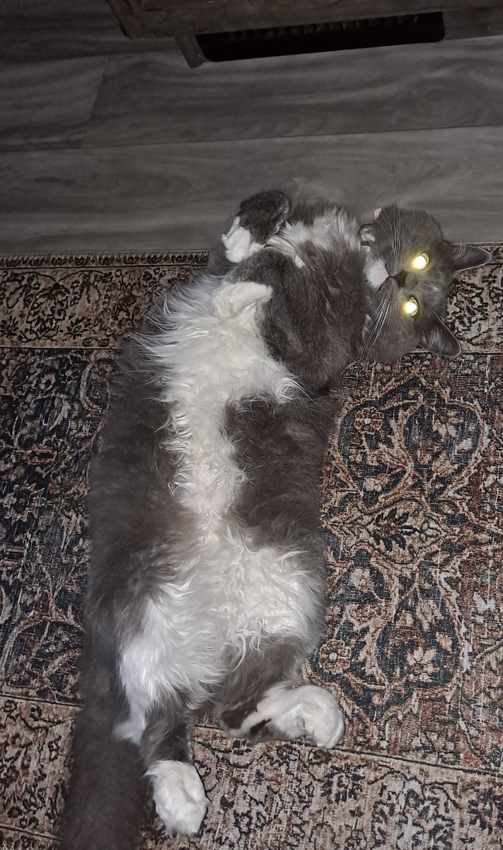 My magic Cat 
the photo turned out like this somehow and I love it