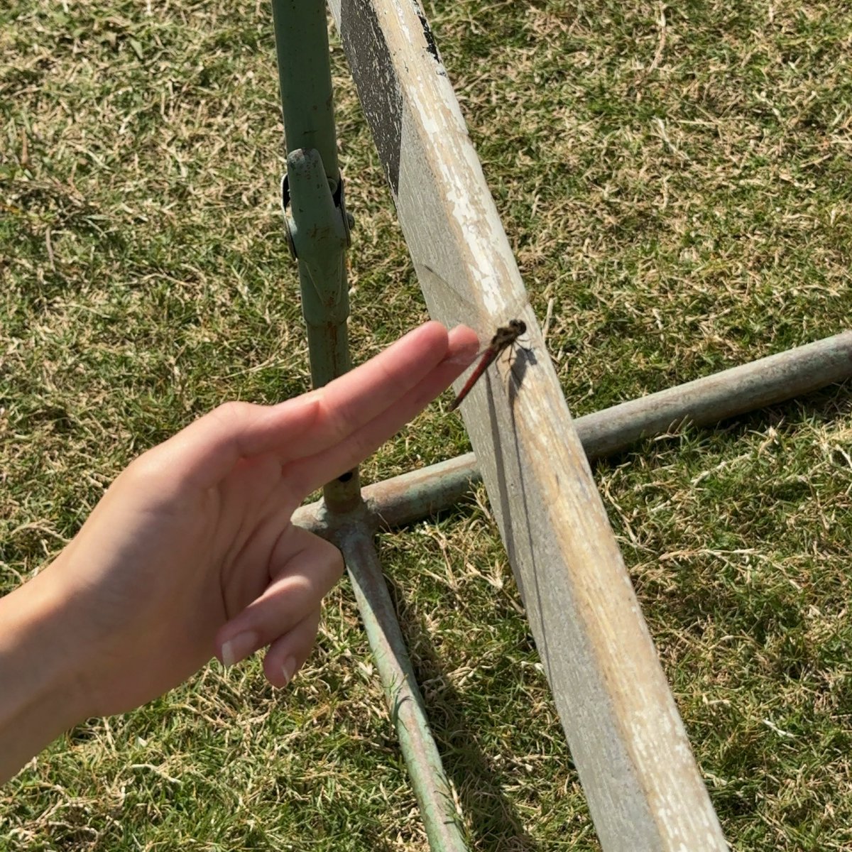 kotetsu59gk's tweet photo. 何年ぶりだろか、甥っ子の運動会に。
正味1時間ぐらいだし、万国旗もないんだね。
曇ってると油断してたら晴れて暑いぞ💦
赤とんぼをキャッチ&amp;リリースする人いてビックリ‼️

#運動会
#赤とんぼ https://t.co/H1KwhyJS3g