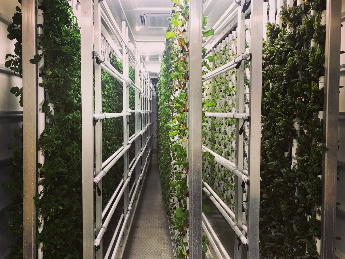 FarmBox_Foods's tweet photo. Red-veined sorrel, basil, chard and lettuce in the grow walls of the Vertical Hydroponic Farm we build sell.
#CEA #hydroponics #farmbox #eathealthy #growyourownfood #lettuce #basil #indoorfarm #indoorgarden #verticalfarming #agtech https://t.co/Rcd4m2myz4